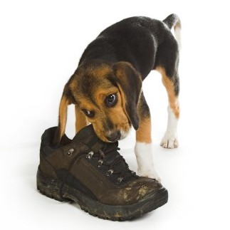 Puppy With Shoe