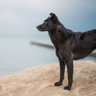 Dog Training in Phoenix, AZ