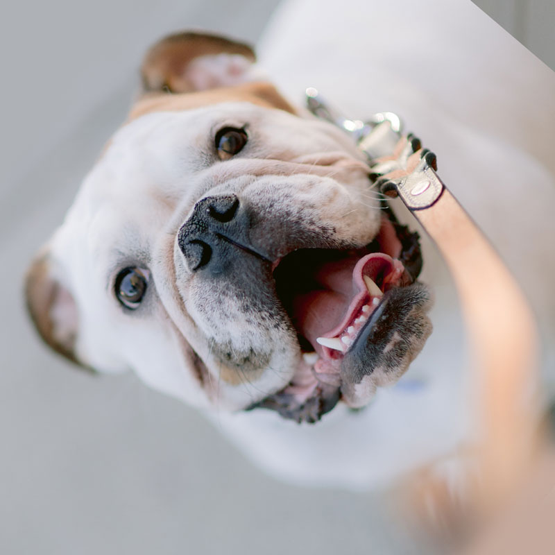 Dog Training in Phoenix, AZ