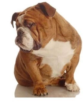 bulldog training