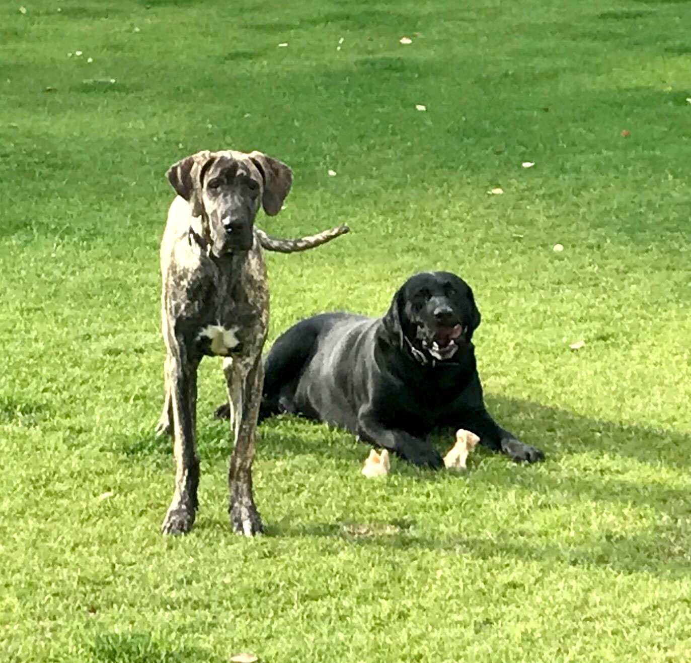 dog-training-arizona