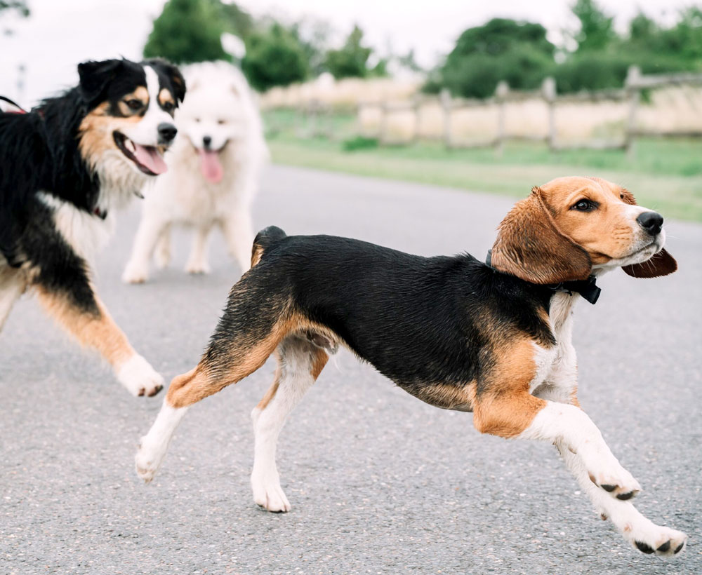 Dog Trainer Scottsdale AZ dog-training-Arizona