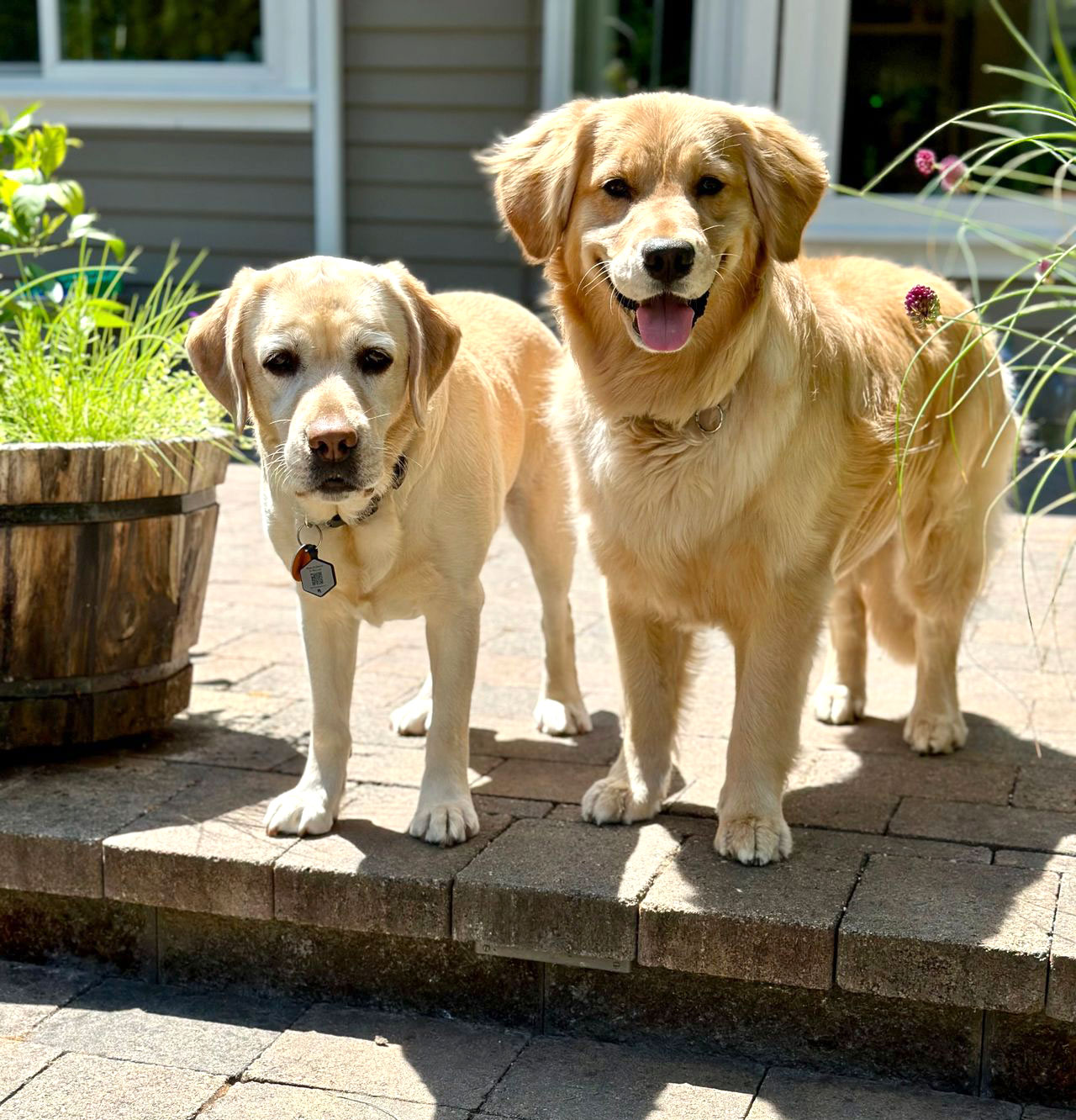 dog-training-Arizona