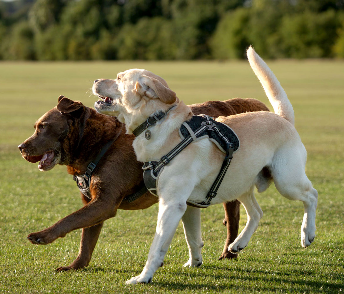 Dog Trainer Scottsdale AZ dog-training-Arizona