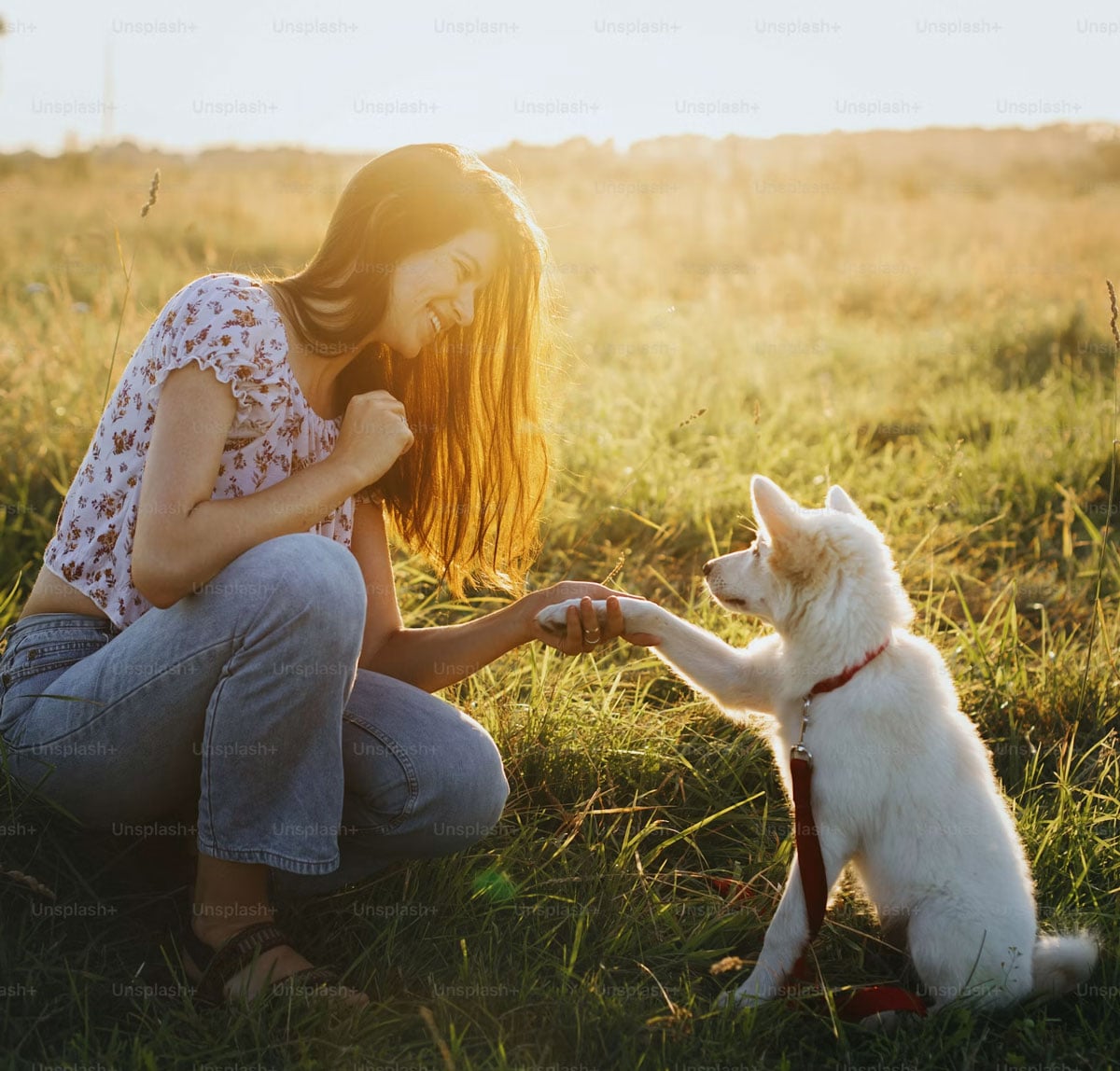 dog-training-in-arizona
