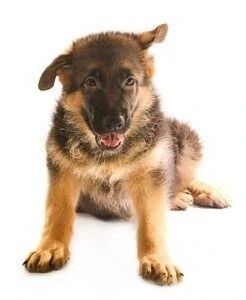 dog training