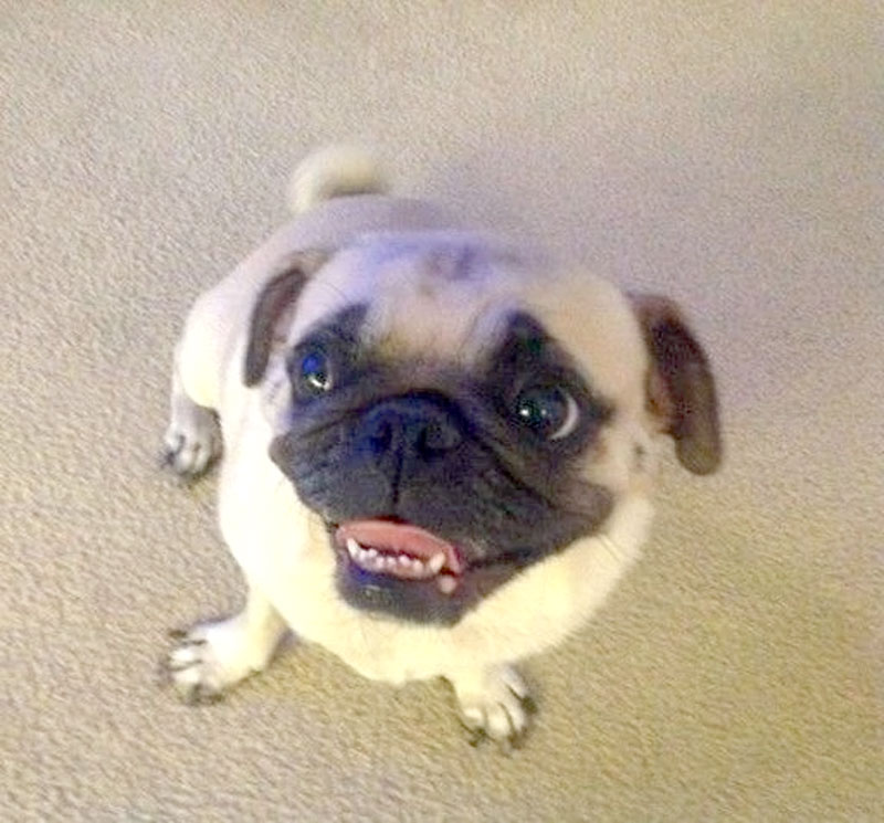 happy-dog