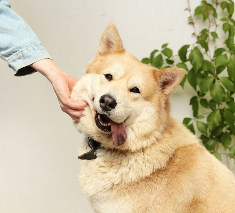 happy-dog