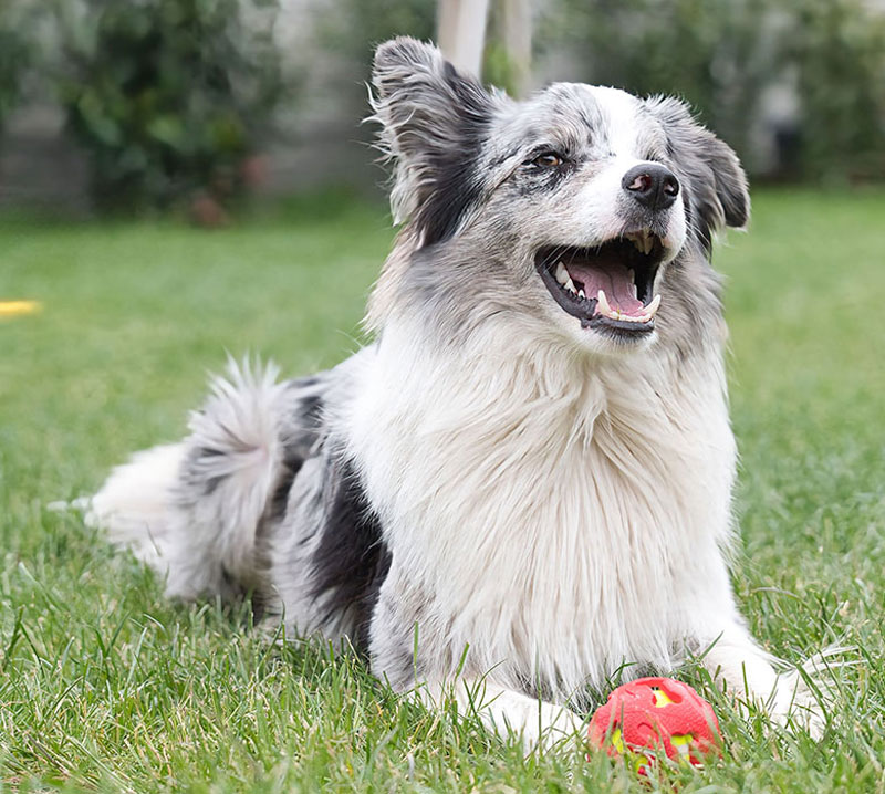 happy-dog