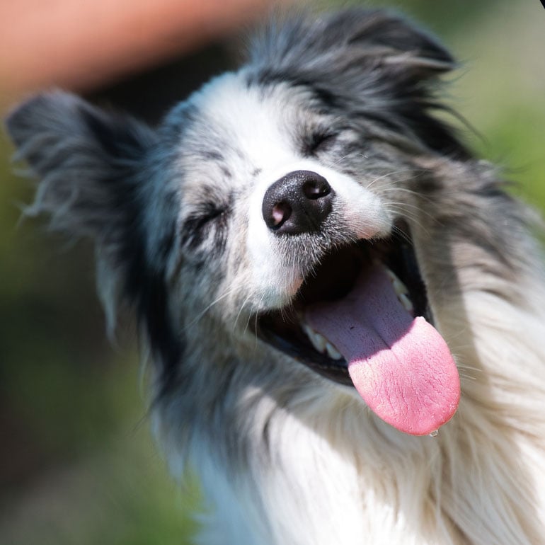 happy-dog
