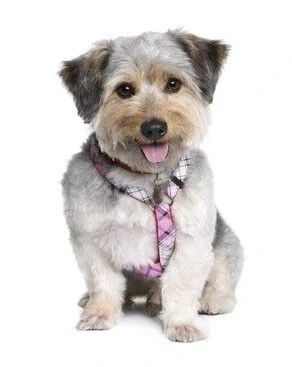 classic collars for dogs