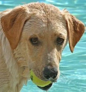 lab training