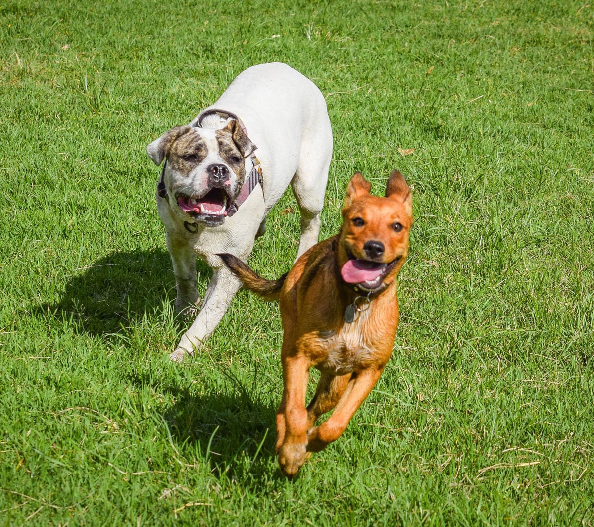 Dog Trainer Scottsdale AZ Dog Training, AZ