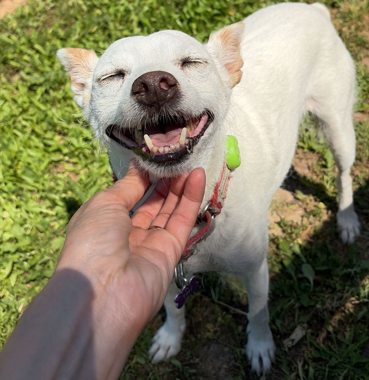 Dog Trainer Scottsdale AZ Dog Training