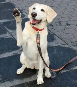 Lab sitting politely on a leash and offering a paw