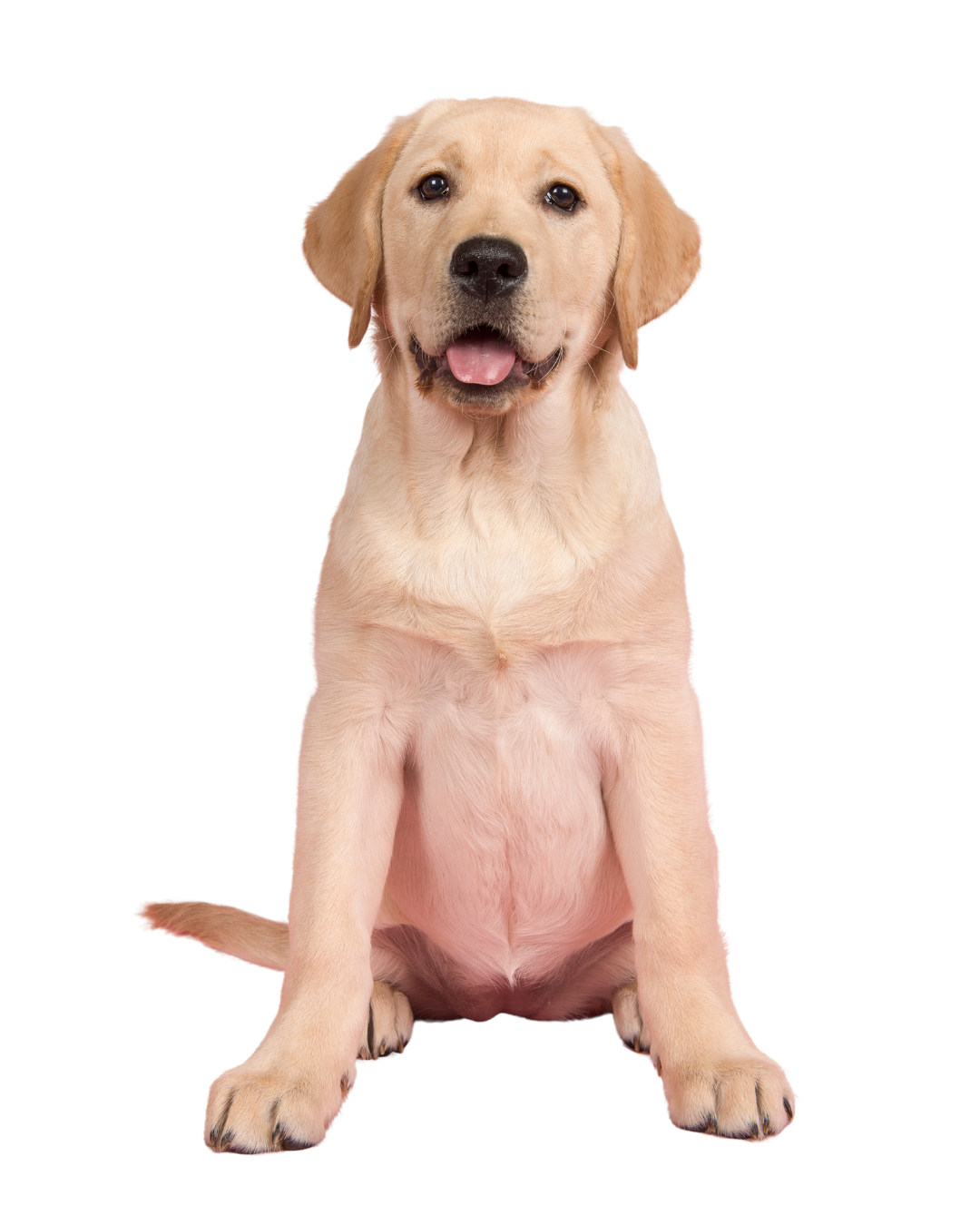 Phoenix Dog Trainer happy lab
